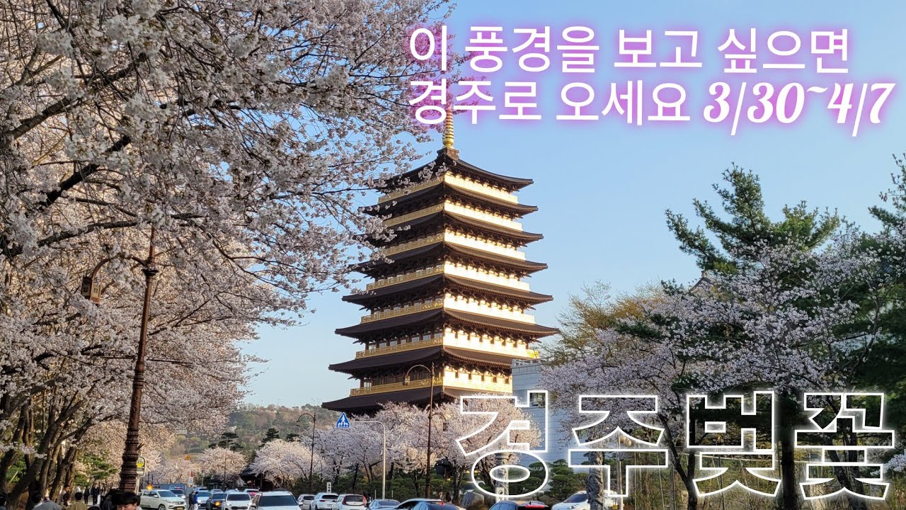 경주벚꽃축제 놓치지마세요! 더 매력적인 경주벚꽃을 구경하려면 영상을 보세요 3월30일~4월7일까지