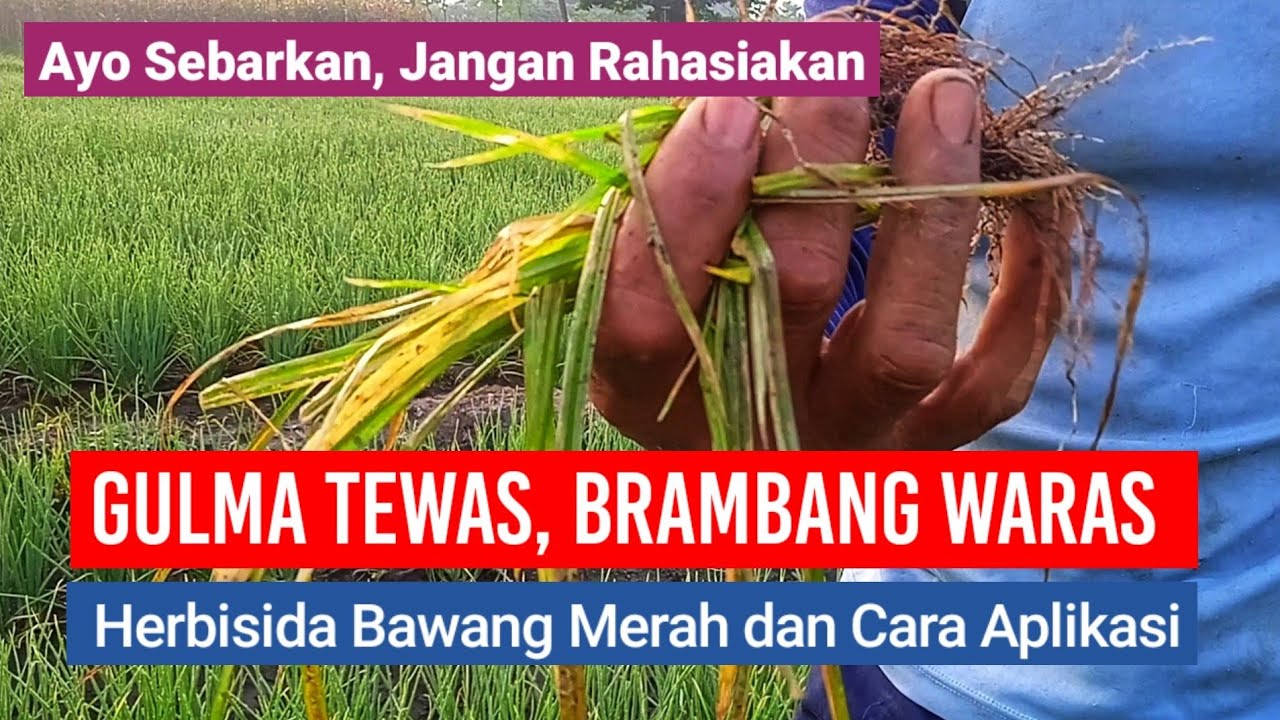 GULMA TEWAS, BRAMBANG WARAS - Herbisida dan Cara Aplikasinya untuk Bawang Merah yang Sudah Tumbuh