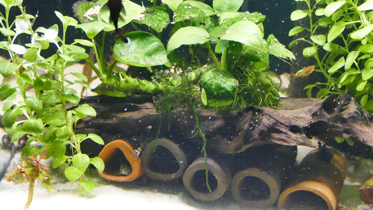 L236 Ausnahmen L183 F1 Corydoras astopersonatus Feuertetra