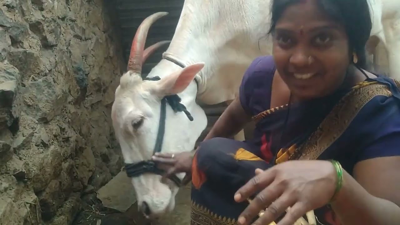 Vijaypur gay ka pyar, 👍🐄👍