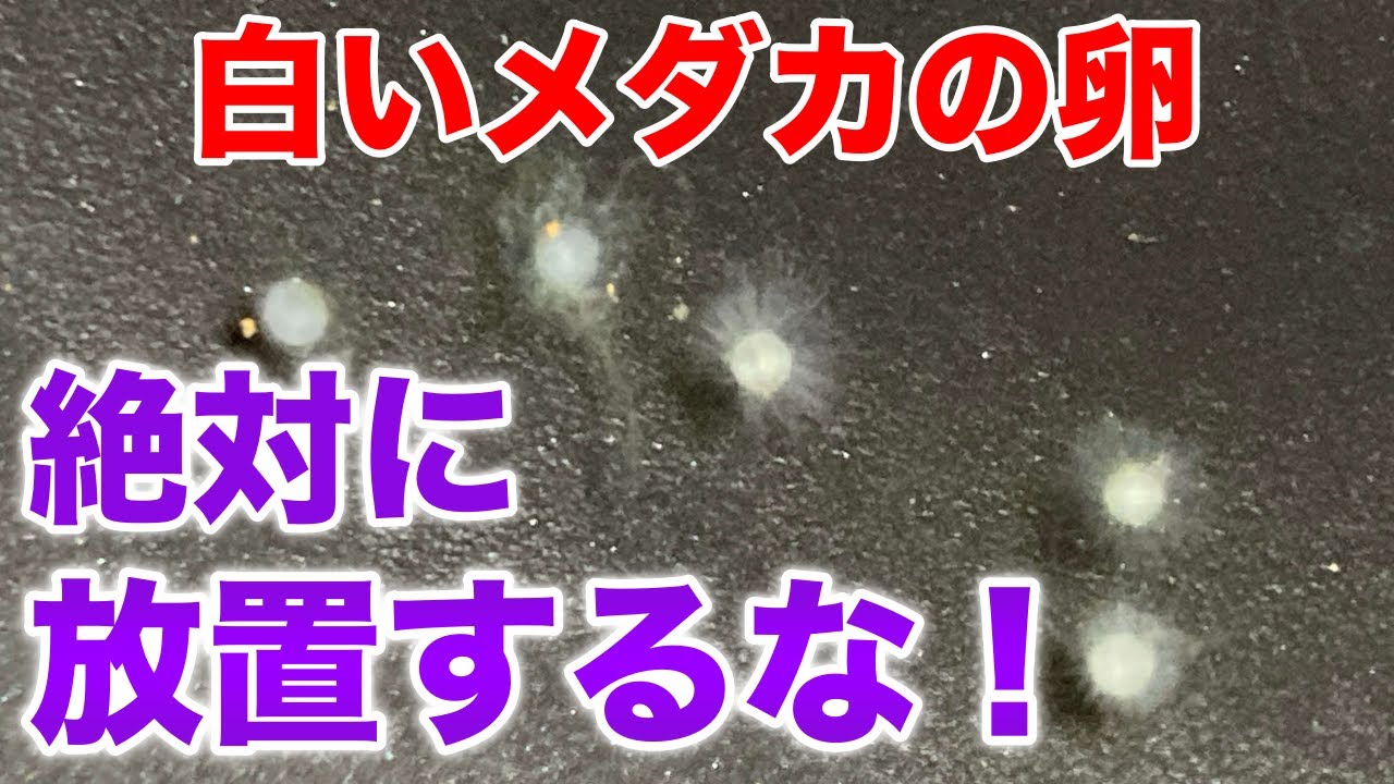 メダカの卵が白くなる原因と上手に孵化させるのに大切な2つのこと！