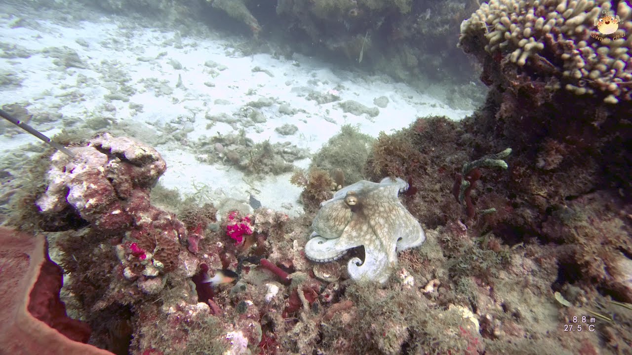Plongée Guadeloupe Deshaies paul thomas 24012026