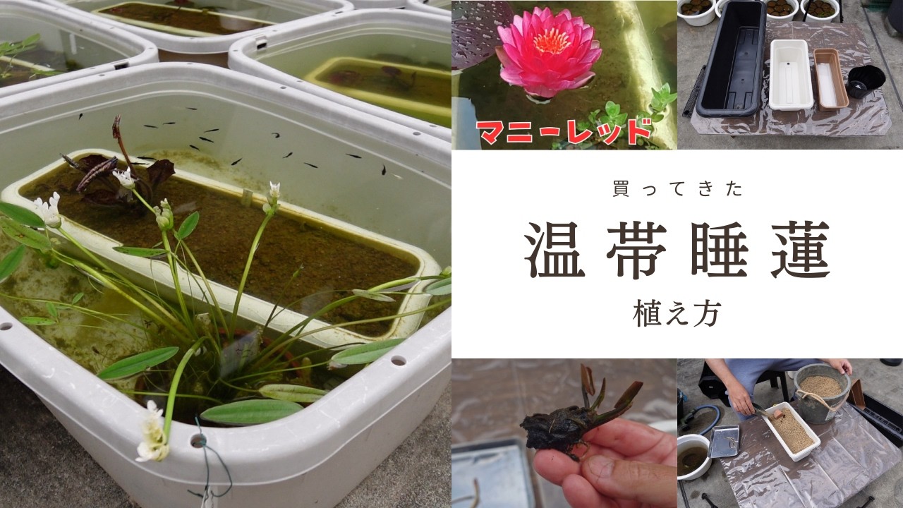 【睡蓮・メダカ】買ってきた『温帯睡蓮』の植え方！スイメダ・ライフを始めよう！