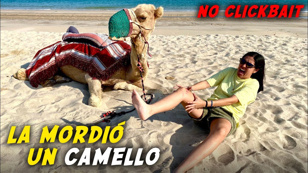 La MORDIÓ un CAMELLO en QATAR 2022 (no clickbait) | Dúo Dinámico