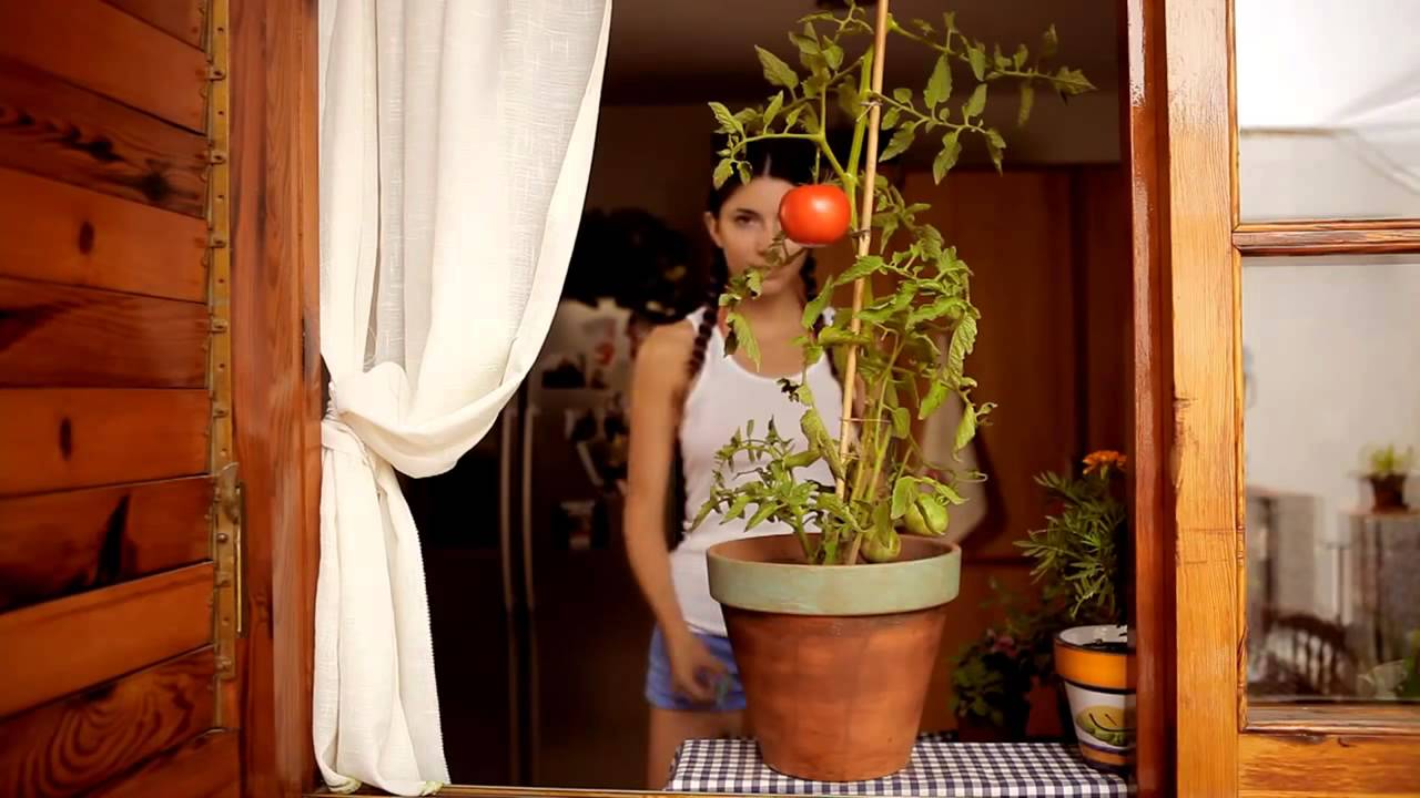 Ray-Ban NEVER HIDE Tomatina Spain
