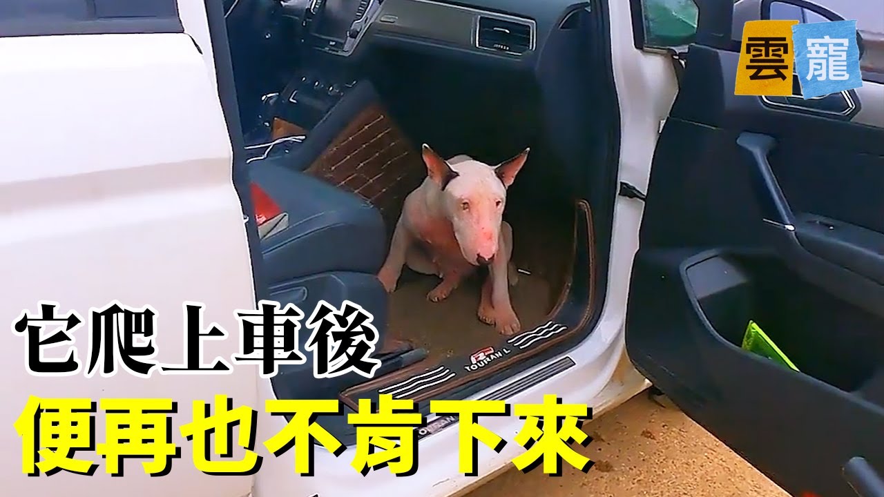 抓住救命稻草的狗，命運會眷顧它嗎？