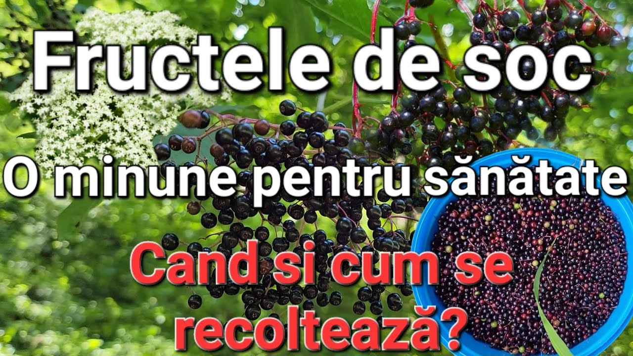 Fructele de Soc - Minune pentru sănătatea ta / Cum se pot consuma/ prepara ?