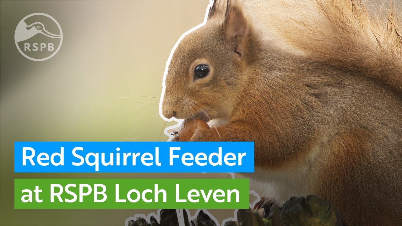 Live Red Squirrel feeder | RSPB Scotland Loch Leven