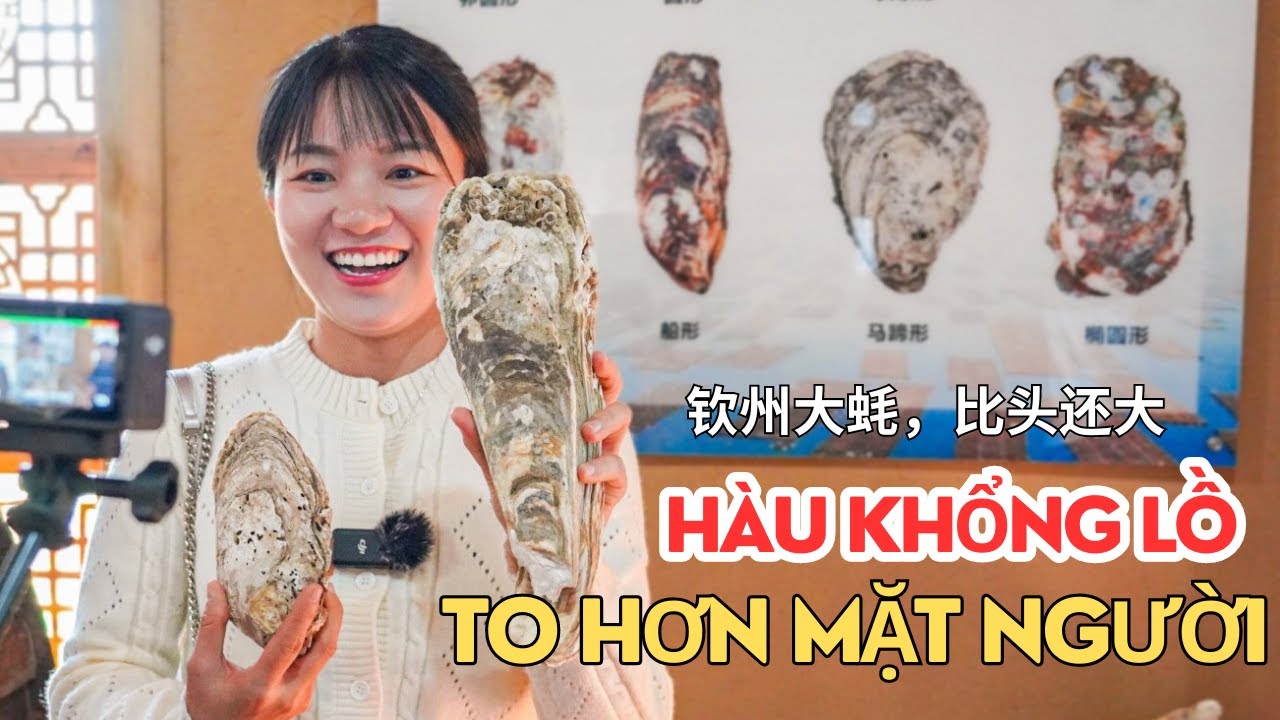Tham quan trại nuôi hàu LỚN NHẤT QUẢNG TÂY, nơi sản xuất hàu giống bán vào Việt Nam