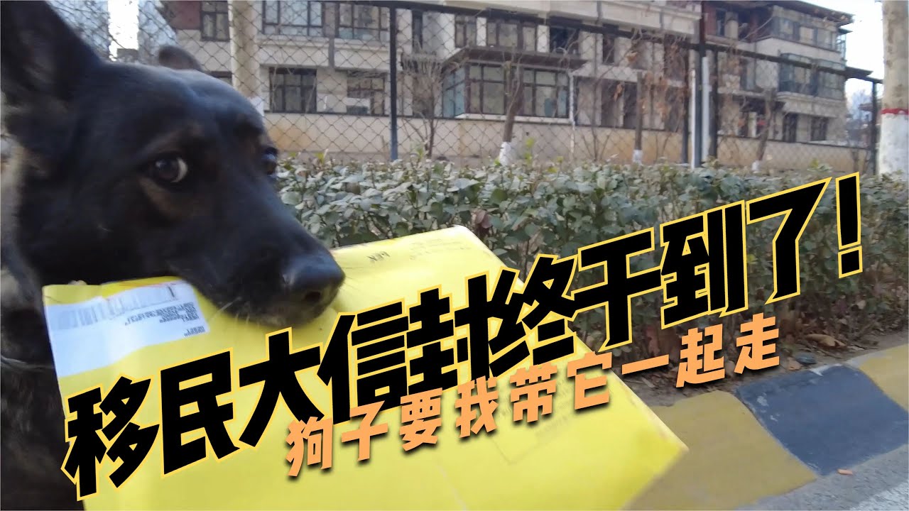 移民大信封终于到了！狗要我带它一起走