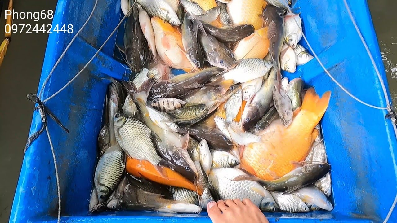 Bắt bầy c&aacute; lăng v&agrave;ng khủng đầu m&ugrave;a với m&aacute;y 32f một vợt thả c&aacute;p // Phong68