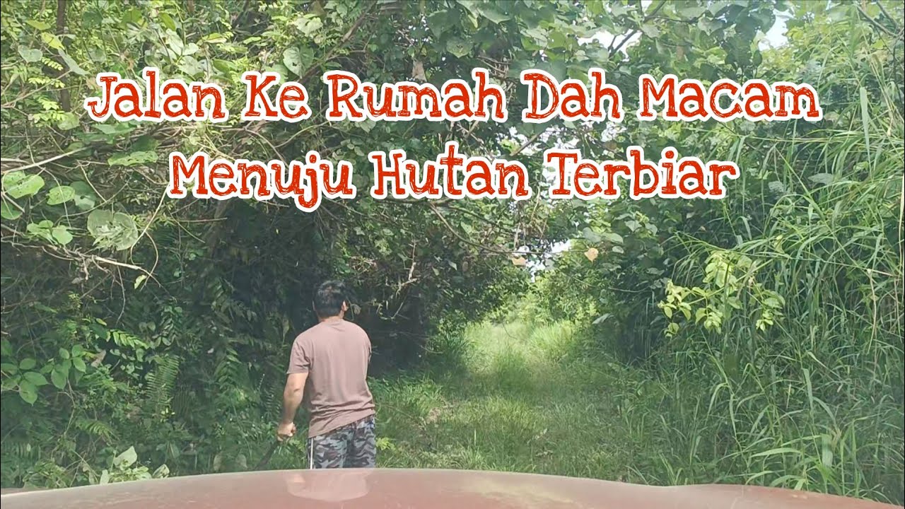 Dah Macam Hutan Jalan Masuk Rumah Panjang ENSELAI ❗#villagelife 