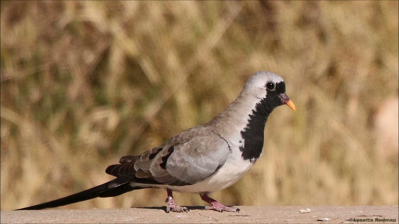 Namaqua Dove male calling