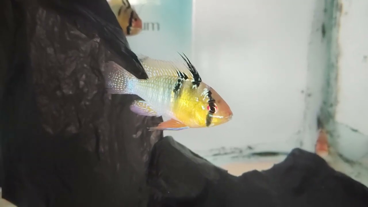 Unboxing new fishes German bule ram and neon gowrami lot available🔥