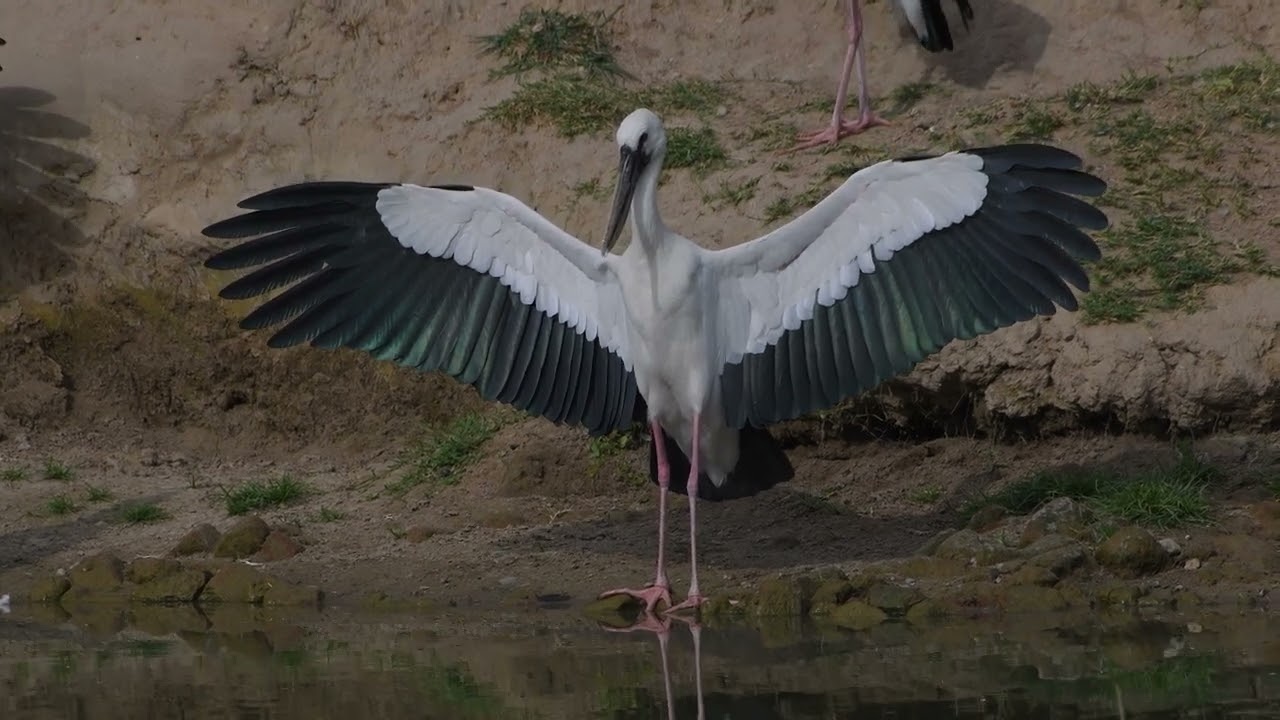 The Amazing Life of the Asian Openbill Stork  #birds #nature #wildlife