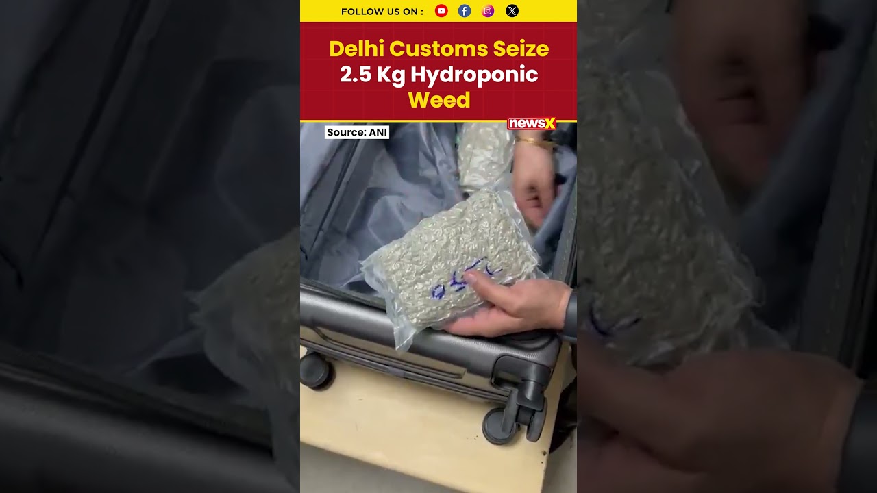 Delhi Customs Seize 2.5 Kg Hydroponic Weed Hidden in Luggage from Bangkok | #bangkok #shorts #viral