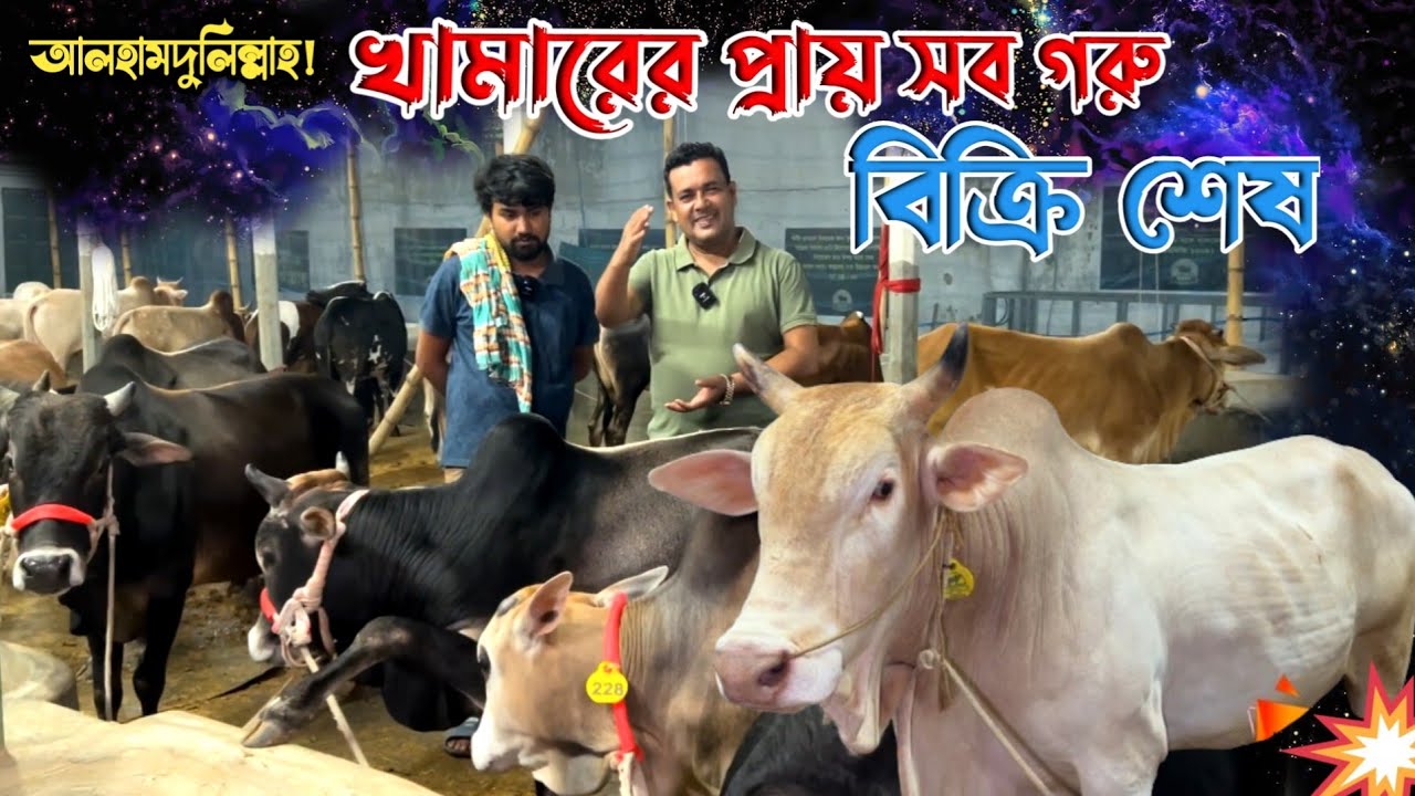 2025 কোরবানির খামারের প্রায় সব গরু বিক্রি শেষ! মোহাম্মদ ক্যাটল ফার্ম! qurbani cow price 2025