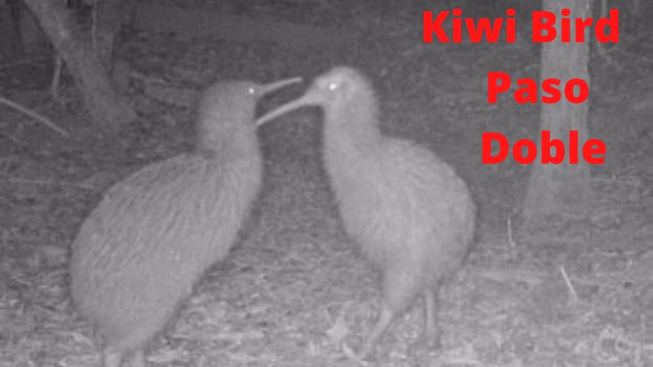 Kiwi Bird Paso Doble