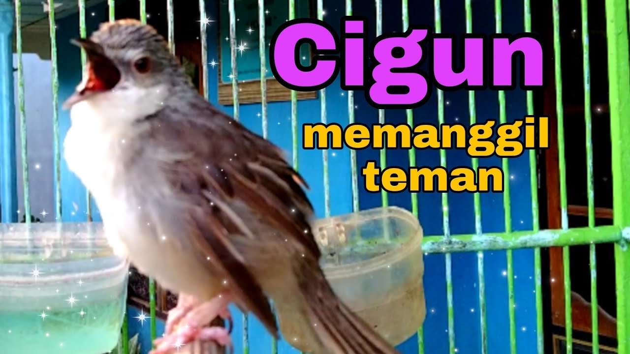 pancingan ciblek gunung agar bunyi sahut sahutan Cigun macet langsung nyaut