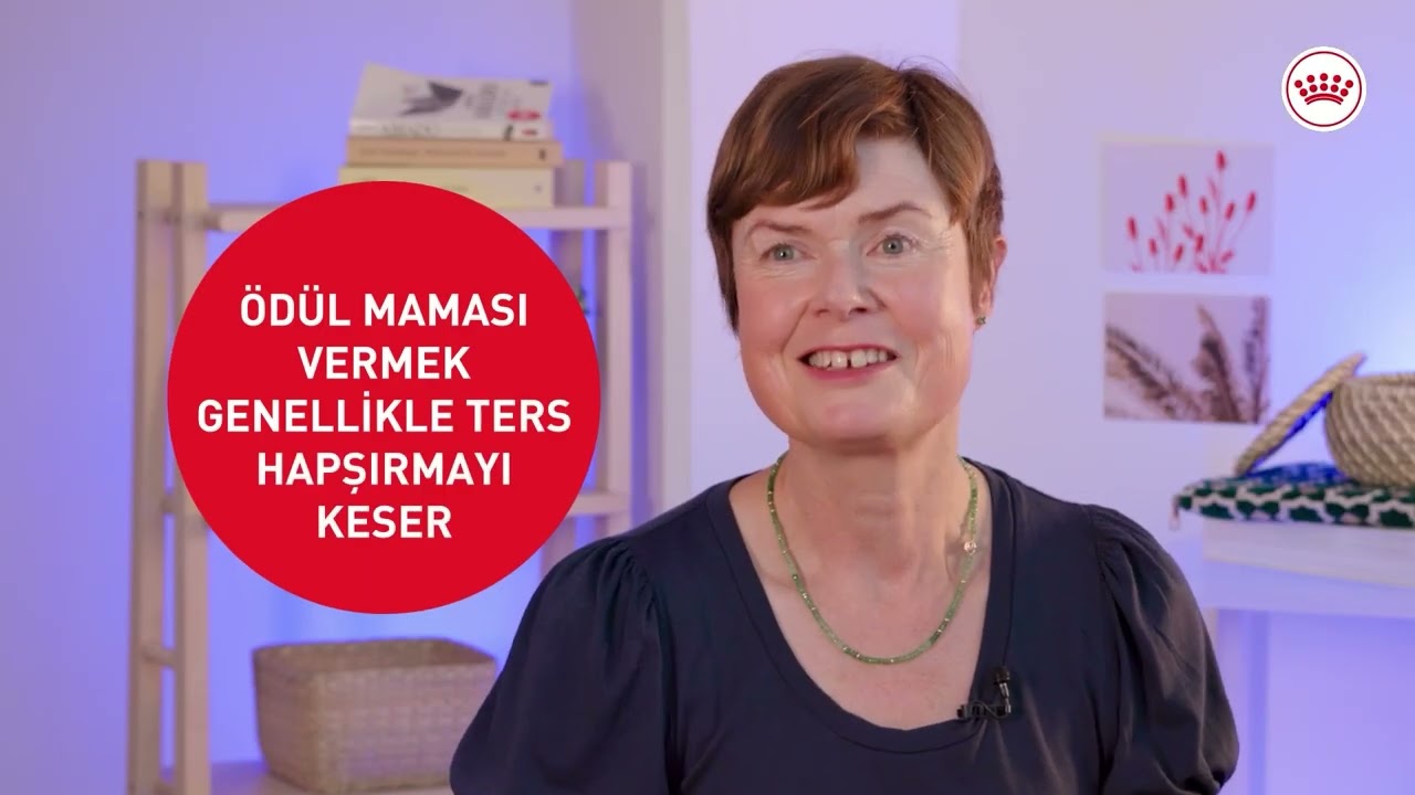 Brakisefalik Köpeklerde Bilmeniz Gerekenler!