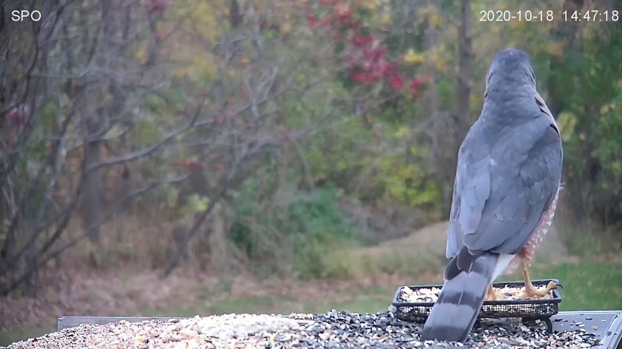 Sharp-Shinned Or Coopers Hawk?