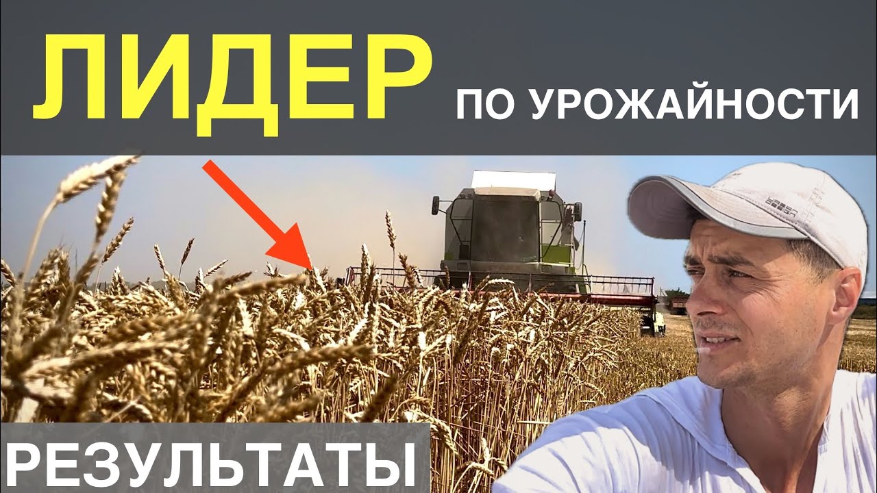 ЛУЧШИЙ СОРТ ПШЕНИЦЫ В НАШЕМ ХОЗЯЙСТВЕ? | Потери. Конец уборки. Результаты