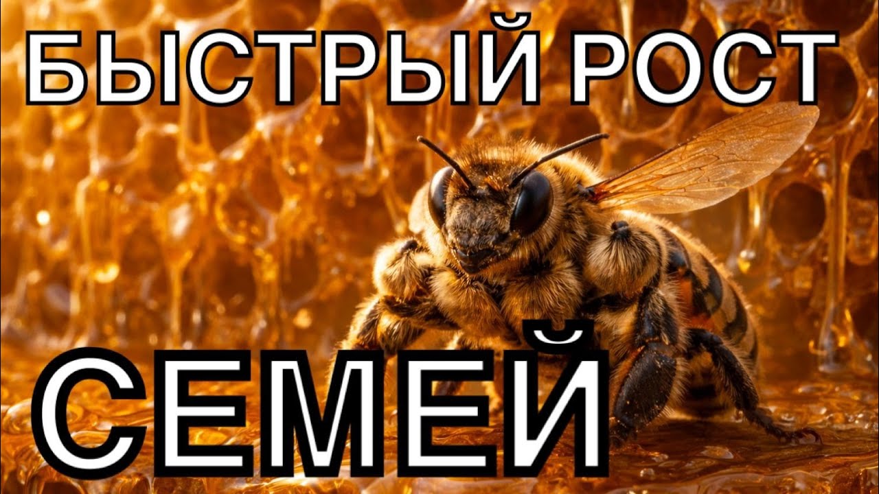 БУРНЫЙ РОСТ ПЧЕЛИНЫХ СЕМЕЙ. Повтор.