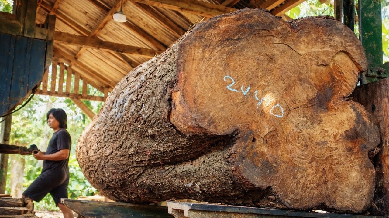 “Nature’s Giant – Massive Wood at Sawmill”