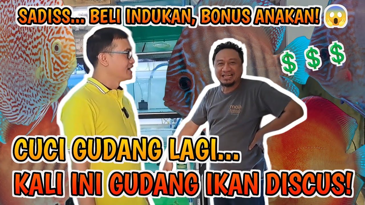 BREEDER IKAN DISCUS MAIN IKAN CHANNEL  CUCI GUDANG❗️BELI INDUKAN YANG SUDAH PAIR GRATIS ANAKANNYA👍👍👍