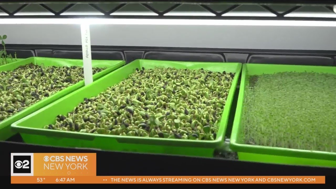Growing microgreens from a Bronx apartment