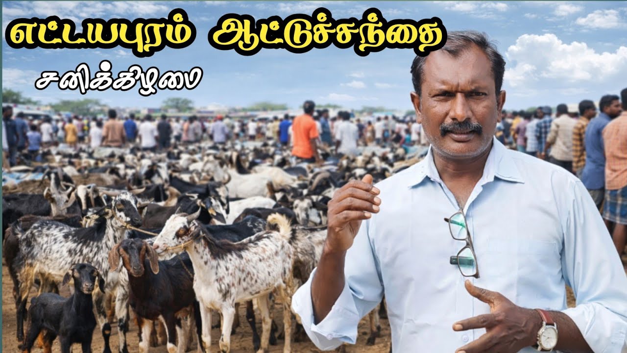  7-02-2026/ எட்டயபுரம் சனிக்கிழமை ஆட்டு சந்தை தூத்துக்குடி மாவட்டம் 