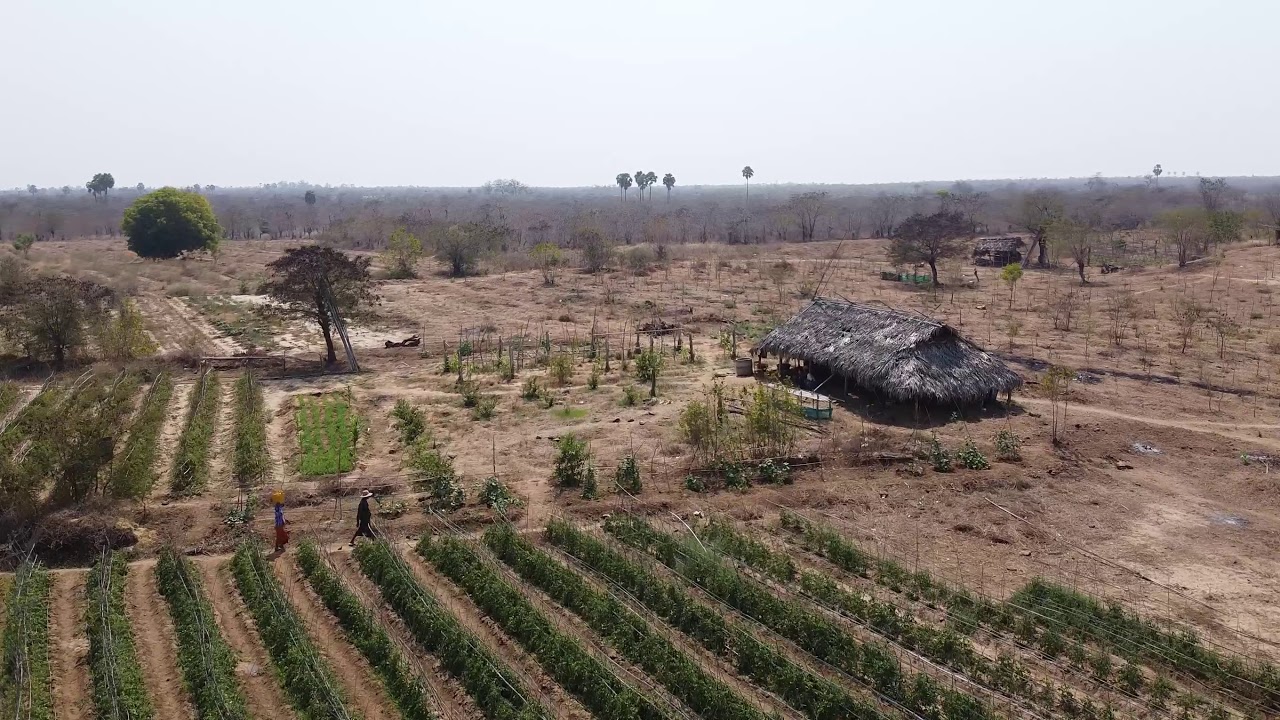 Kan Thit Farm in Yesagyo Myanmar