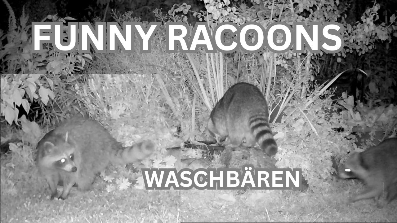 #Racoons  Big Mama and her Gang in our Garden  #Waschbären in #Berlin