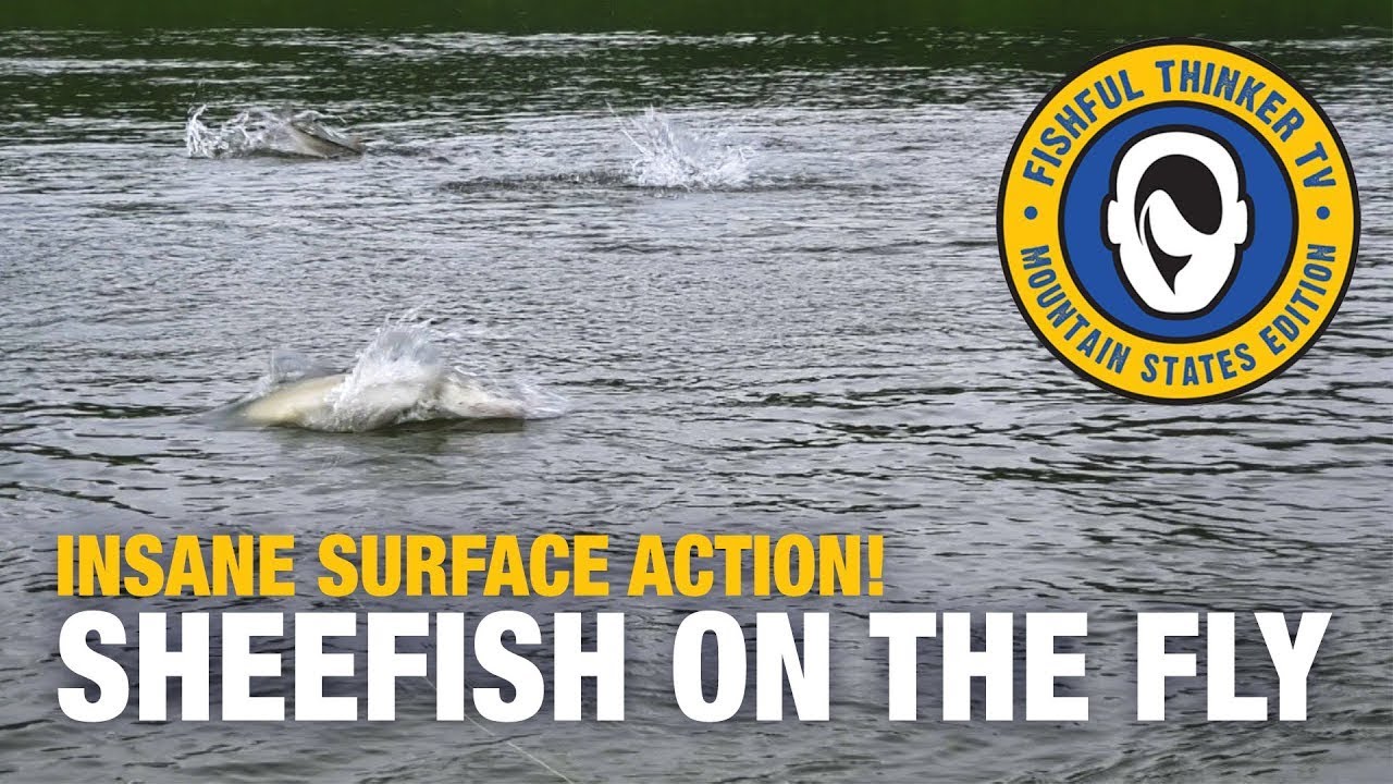 Insane Surface Fly Sheefish Action (ловля рыбы нахлыстом, рыбалка на Аляске)