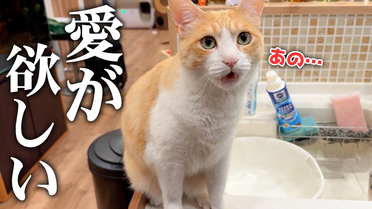 愛情表現が不器用すぎる猫の撫でて欲しいアピールがあまりにも可愛すぎました…