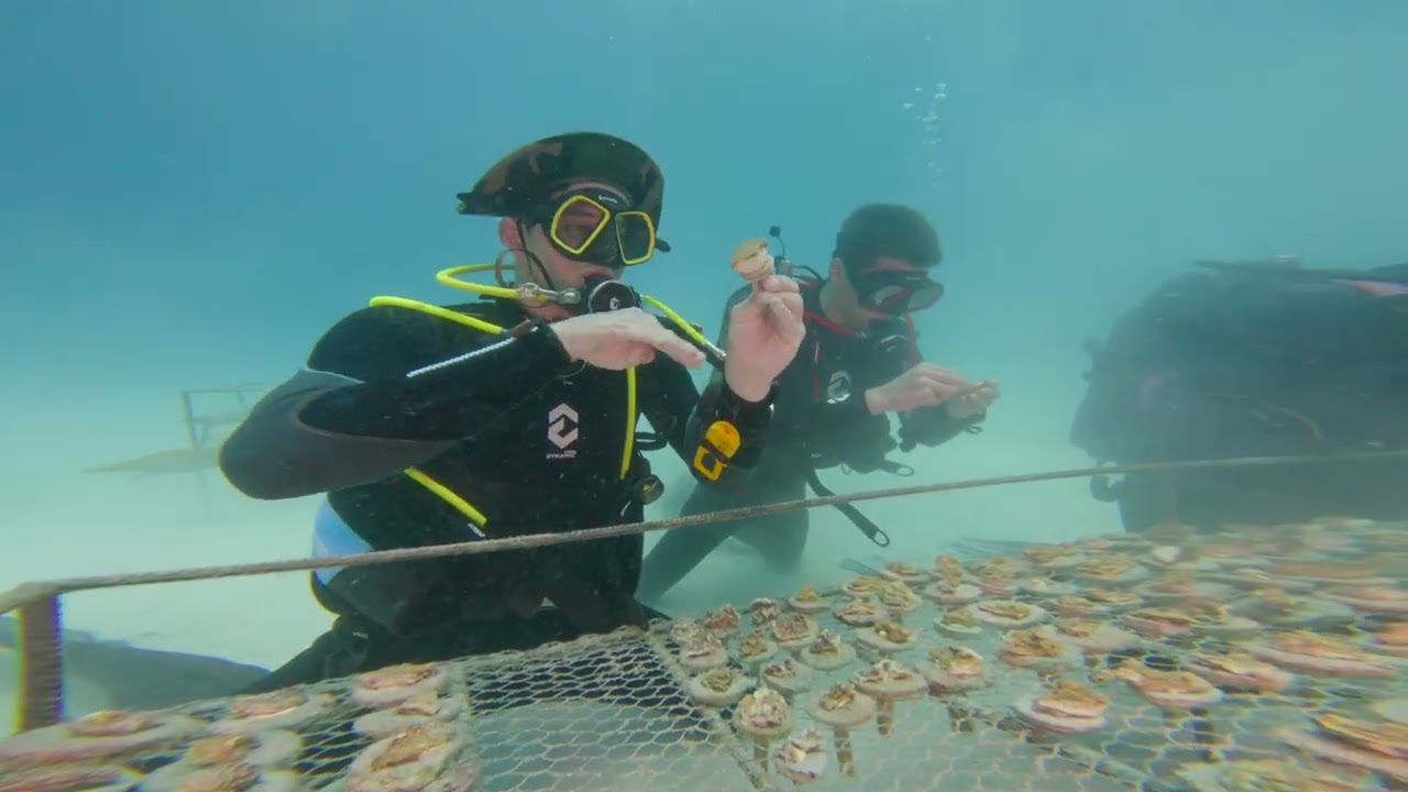 plongée sous marine : Tanzanie 2025