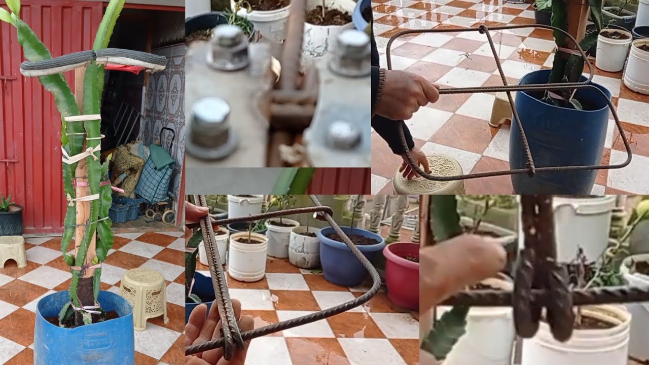 صناعة دعامة لي أشجار التنين دراجون فروت dragon fruit بطريقة سهلة وحترافية