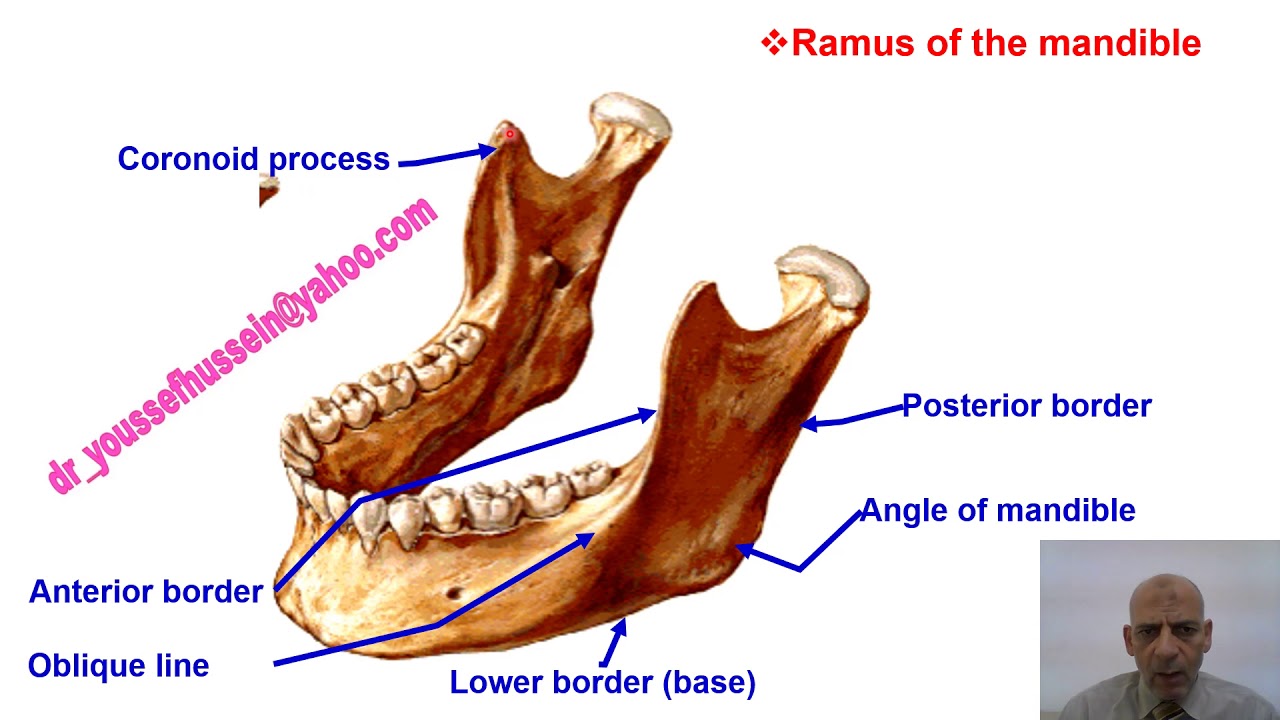 Mandible | Nerves related | Glands related