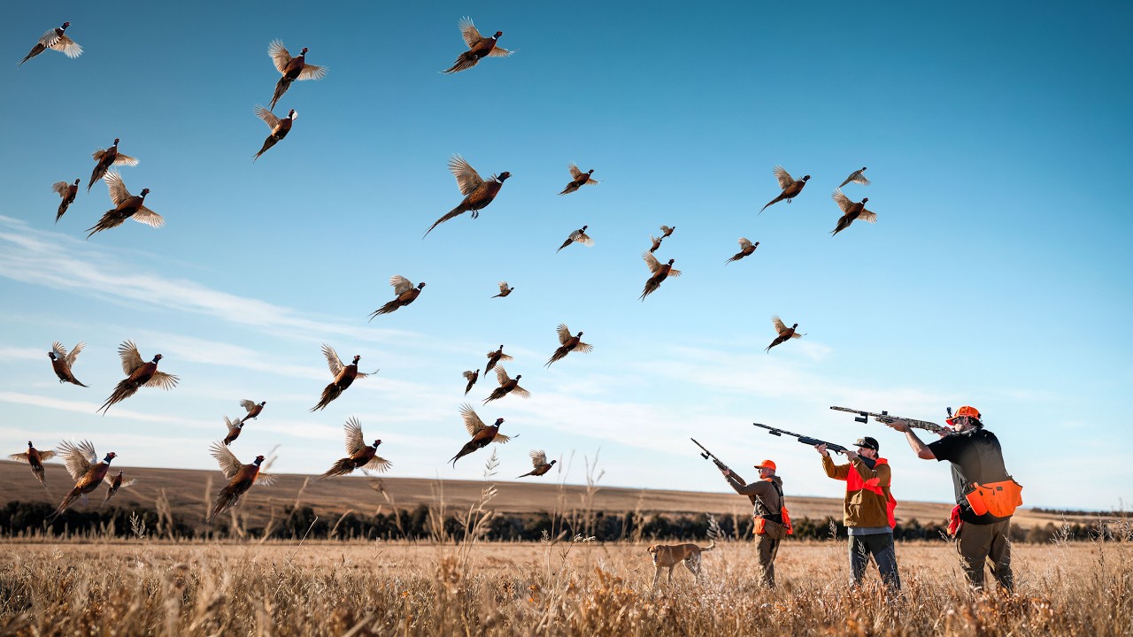 You&rsquo;ve Never Seen a Pheasant Hunt Like This!!! 151 Pheasants!!