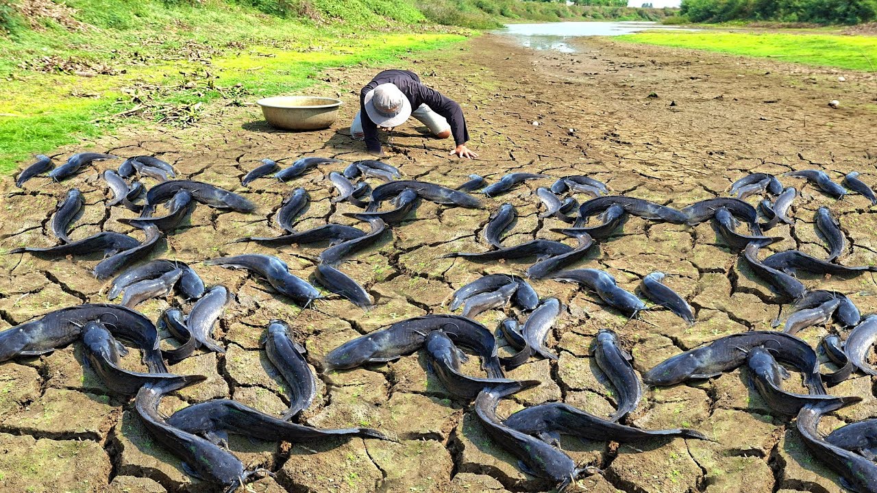 My farmer, catch a lot of fish and pick duck eggs in rice field 