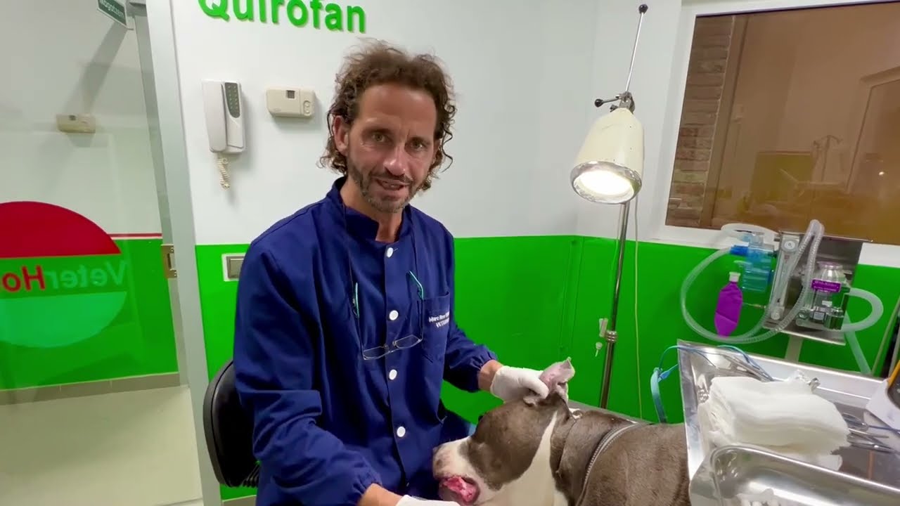 Otohematoma en perro Cirug&iacute;a.
