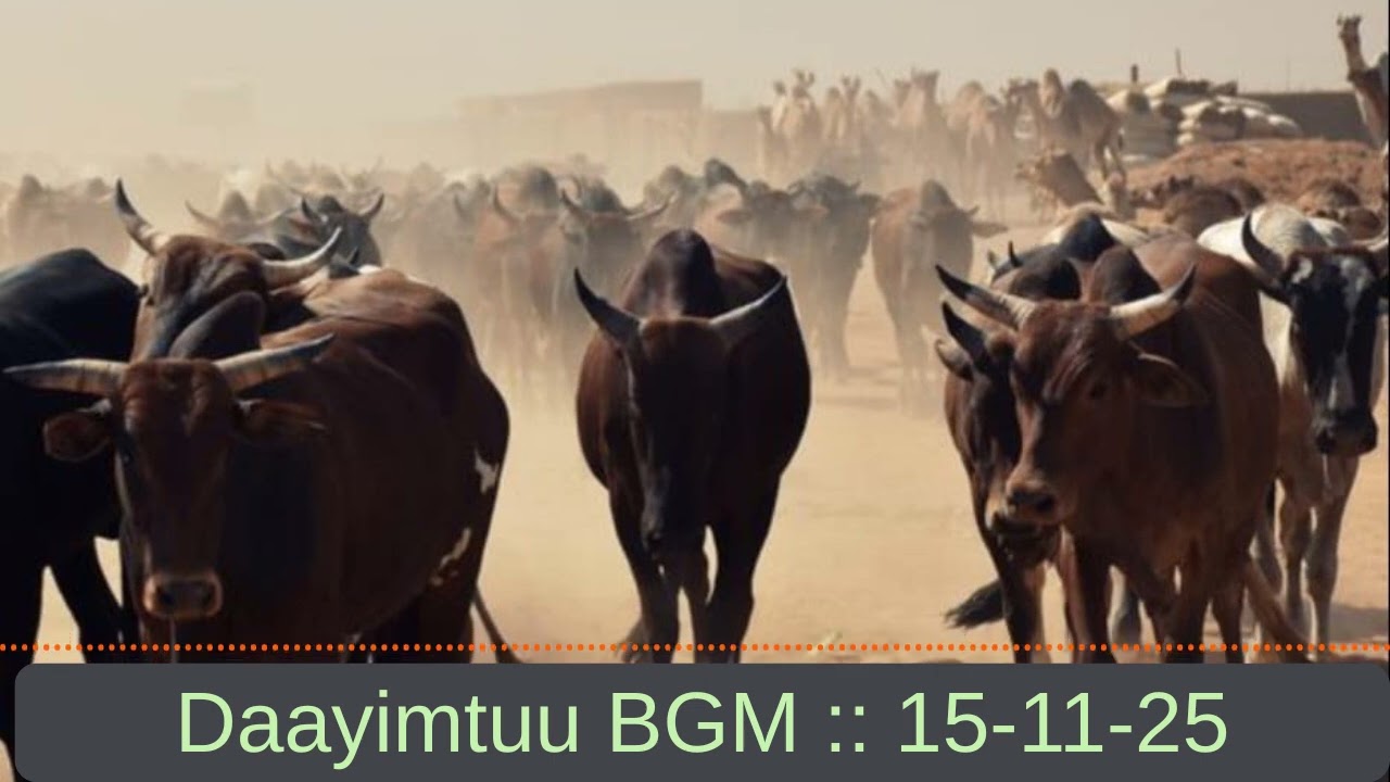 Daayimtuu BGM :: 15-11-25