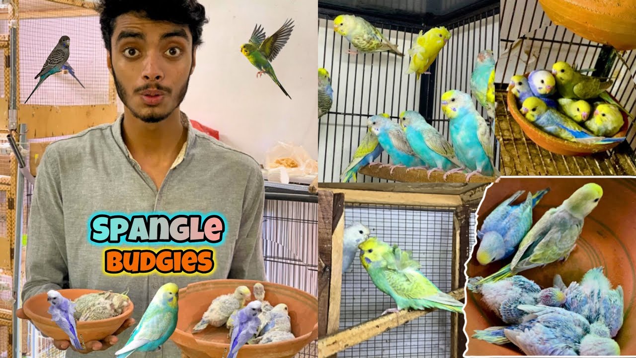 Spangle budgies k sb bachon ko ring phna diye😍|Colorfull budgies breeding progress🌈