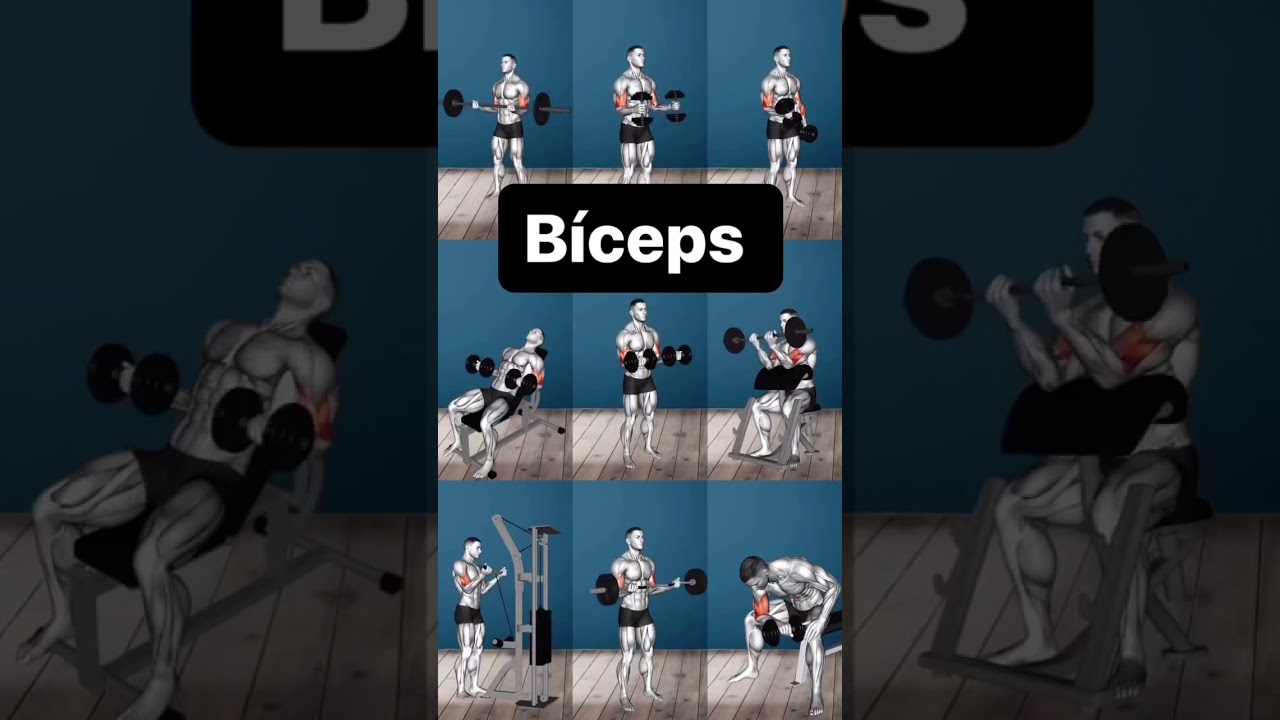 Meilleurs exercices pour les Biceps