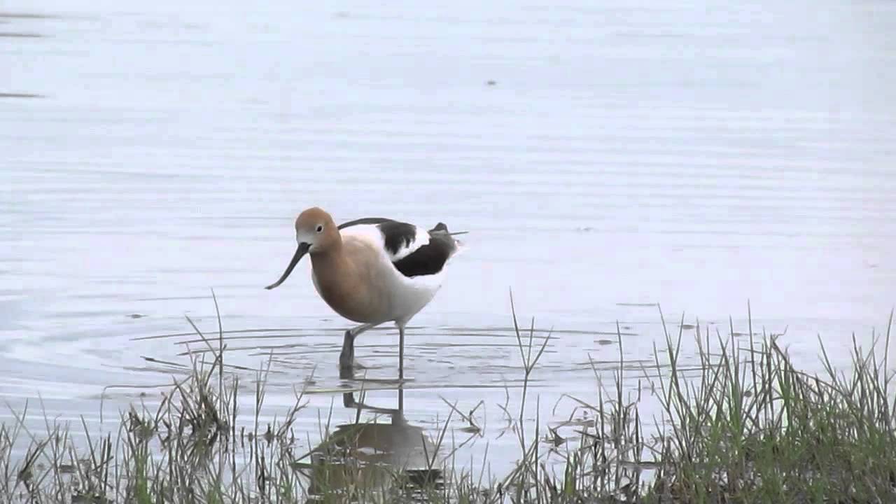 American Avocet