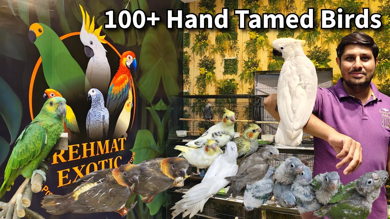 Big Tamed Parrots | Rehmat Exotics Ahmedabad Gujarat | Amazon, Cockatoo, Lorikeet parrot