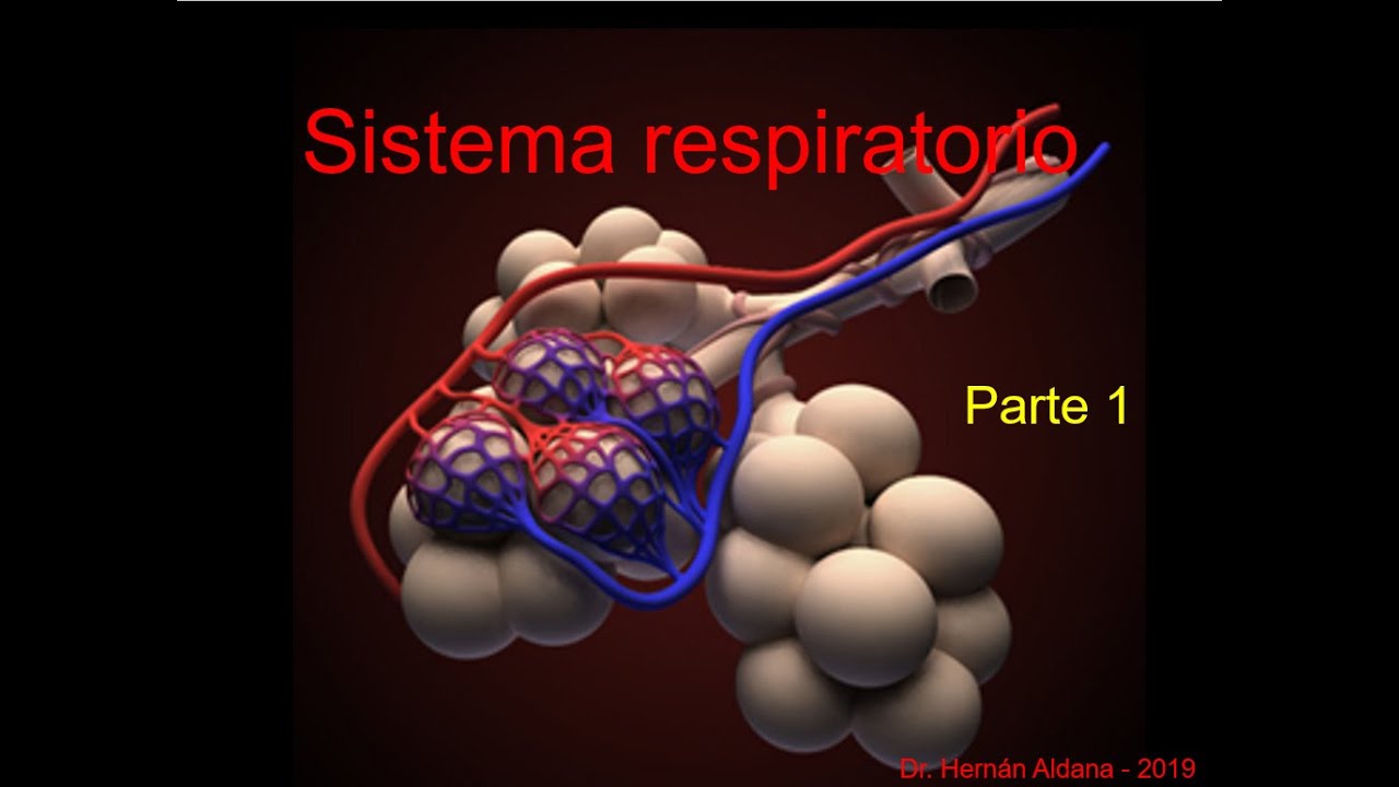 Histología del Sistema Respiratorio Humano. Primera parte.  Hernán Aldana Marcos