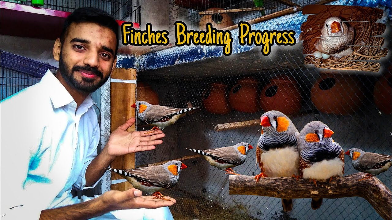 My Zebra Finches Breeding Progress | Finches Breeding Colony | Finches Breeding Progress