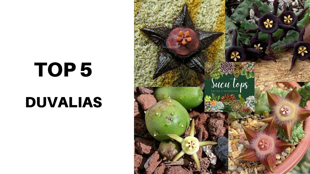 TOP 5 DUVALIAS