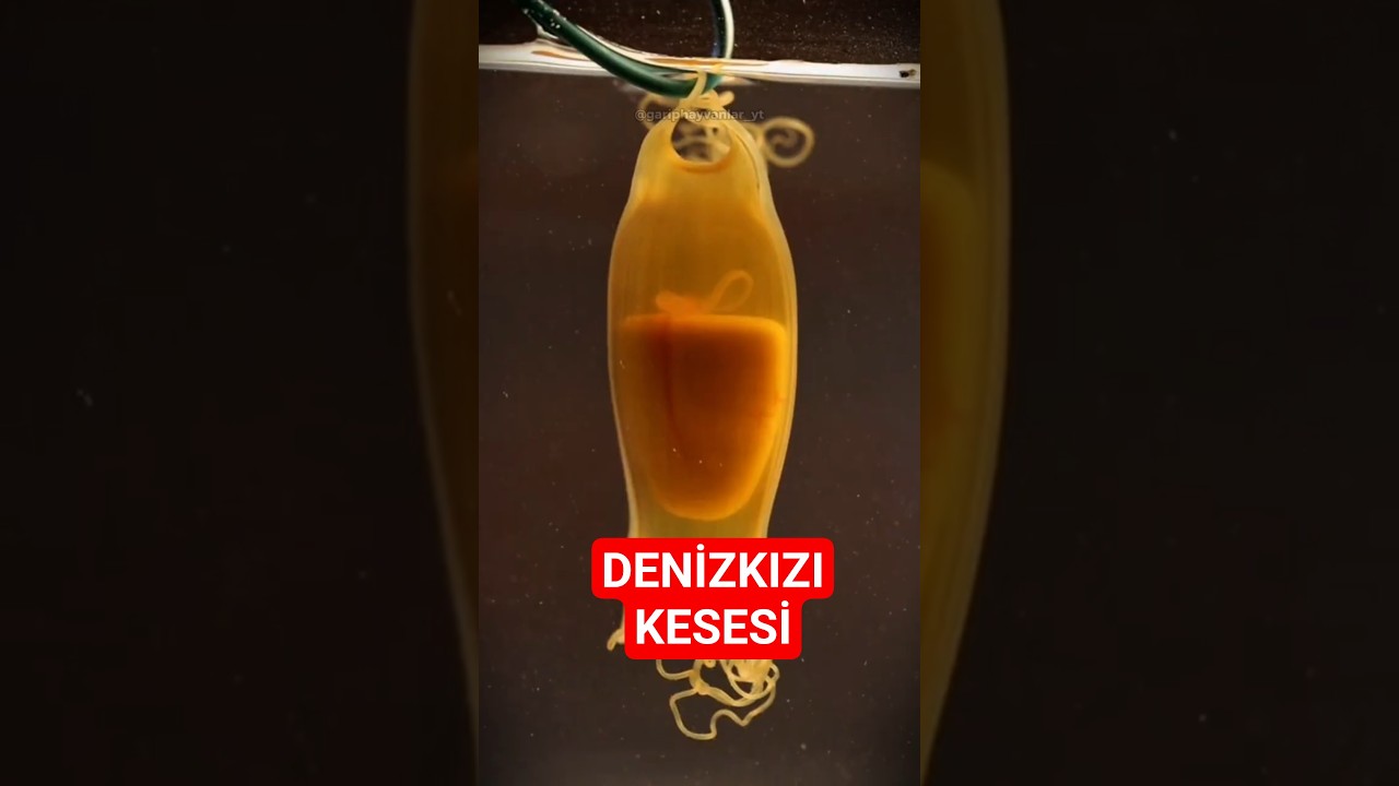 D&uuml;nyanın En Değişik Yumurtaları: B&ouml;l&uuml;m 2